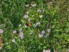 Bild 17