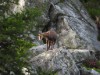 Bild 62