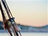 Billede 11