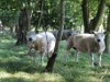 Image 27