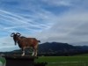 Bild 88 - Ude