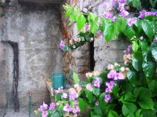 Ferieleilighet - 2 personer -  - Hvar/Jelsa - 21465