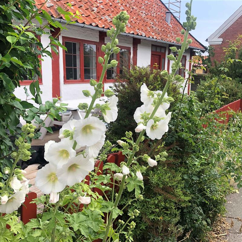 Ferienhaus - 6 Personen -  - Gaden - 3740 - Svaneke