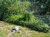 Image 15