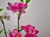Billede 38 - Inde