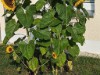 Bild 93