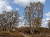 Bild 17