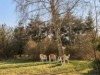 Image 16
