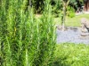 Bild 32 - Inde