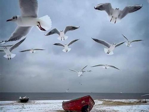 Ferielejlighed - 4 personer -  - Harpunierstrate - 26757 - Borkum