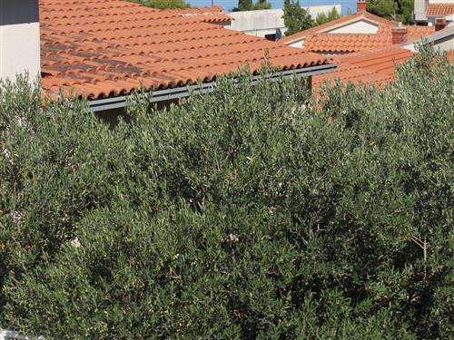 Holiday apartment - 5 persons -  - Sv. Vicenca - 21327 - Podgora