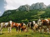 Billede 5