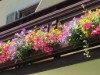 Bild 52