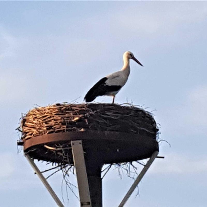 Ferielejlighed - 3 personer -  - Langenhals - 25377 - Kollmar