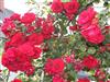 Bilde 8