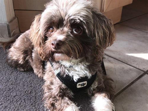 Ferielejlighed - 3 personer -  - Schulstraße - 18551 - Sagard