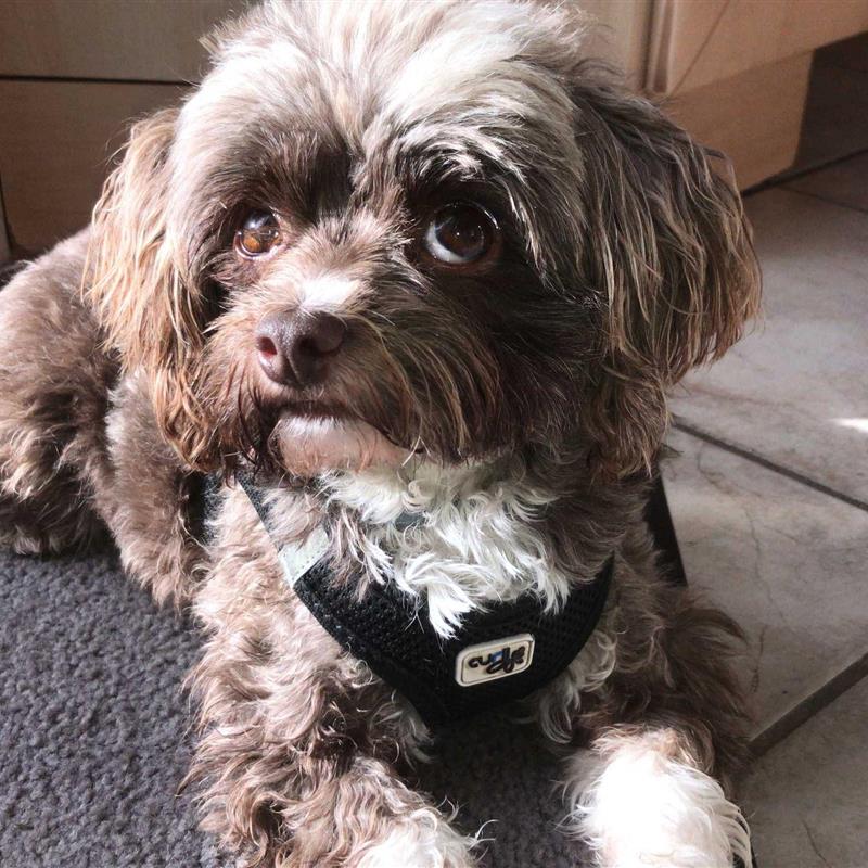 Ferielejlighed - 3 personer -  - Schulstraße - 18551 - Sagard