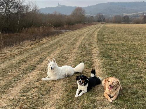 Ferieleilighet - 4 personer -  - Am Schulhaus - 96231 - Bad Staffelstein