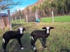 Bild 18