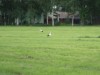 Image 13