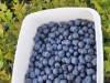 Billede 36 - Udendørs aktiviteter