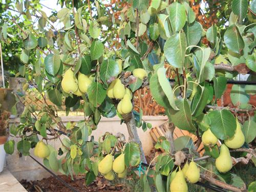 Holiday apartment - 6 persons -  - Štinjan - 52107 - Štinjan