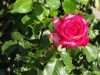 Bild 21