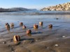 Billede 32