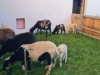 Bild 53