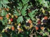 Billede 21