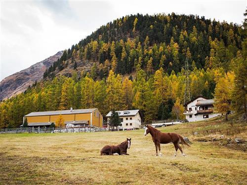 Semesterhus/Semesterlägenhet - 8 personer -  - Via Pros da God Sur - 7504 - Pontresina