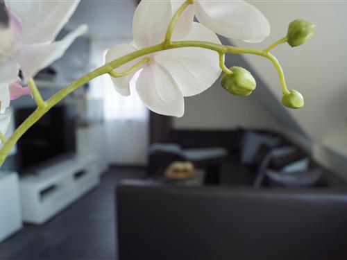 Ferielejlighed - 2 personer -  - Osnabrücker Straße - 49504 - Osnabrück