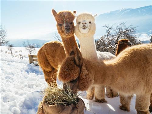 Bondgård - 2 personer -  - Hühnersberg - 9811 - Lendorf