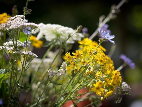 Sommerhus - 2 personer -  - Nitzer Str. - 56729 - Lind