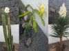 Billede 11