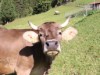 Billede 8