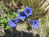 Bild 61