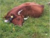 Bild 19