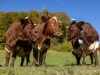 Billede 6