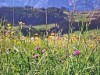 Bild 58 - Ude