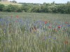 Image 15