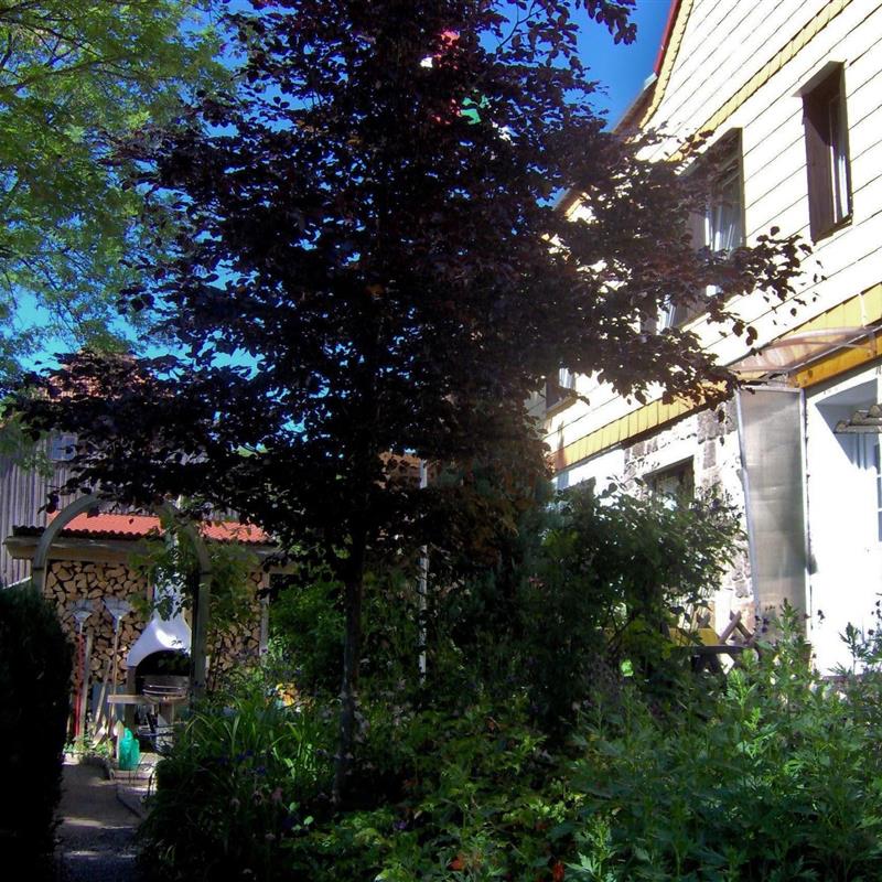 Ferielejlighed - 4 personer -  - Elbingerode - 38875