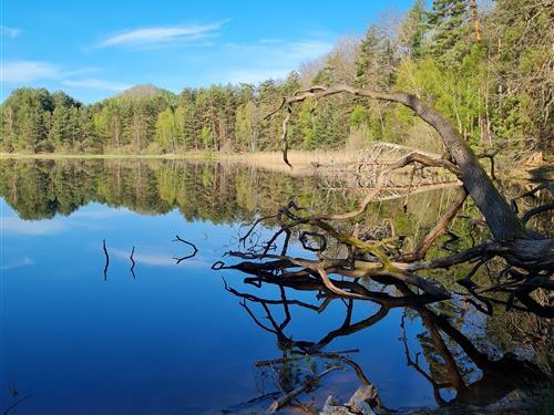 Ferieleilighet - 2 personer -  - Lindenstraße - 66996 - Ludwigswinkel