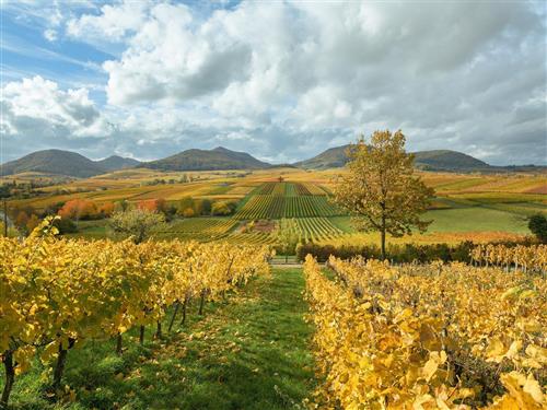 Ferienwohnung - 2 Personen -  - Alte Schulgasse - 76831 - Ilbesheim Bei Landau In D