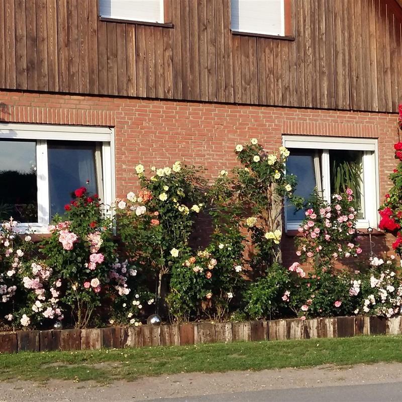 Ferielejlighed - 4 personer -  - Hünzingen - 29664 - Walsrode