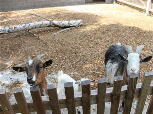 Bondegård - 5 personer -  - Stemmasgrün - 95632 - Wunsiedel