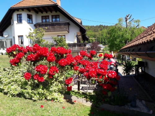 Ferielejlighed - 2 personer -  - Schmiedebachstraße - 79875 - Dachsberg (Südschwarzwald