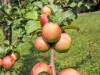 Bild 29 - Inde