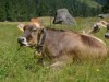 Bild 29