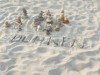 Billede 36